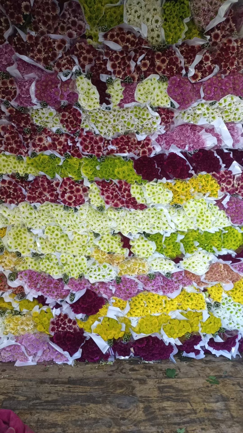 大量批发小雏菊