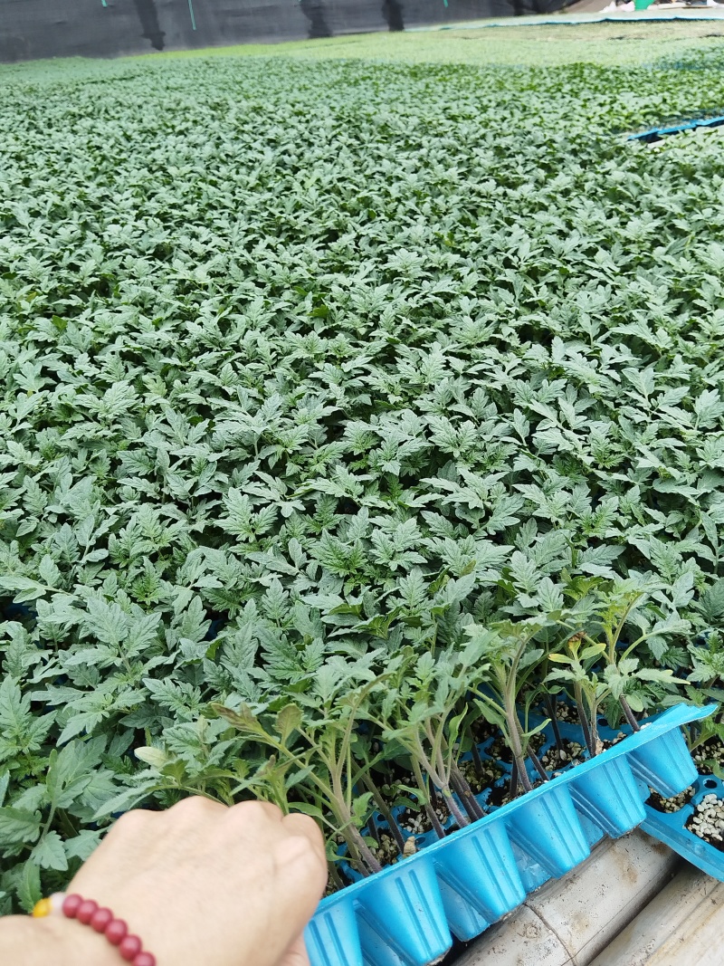 圣女果苗樱桃番茄苗千禧口感好各种颜色寿光种苗基地