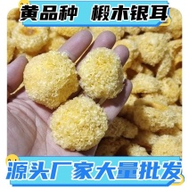 味来初黄品种椴木银耳新货无硫椴木小银出胶快胶质多