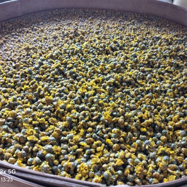 手工采摘微炒晒干野菊花