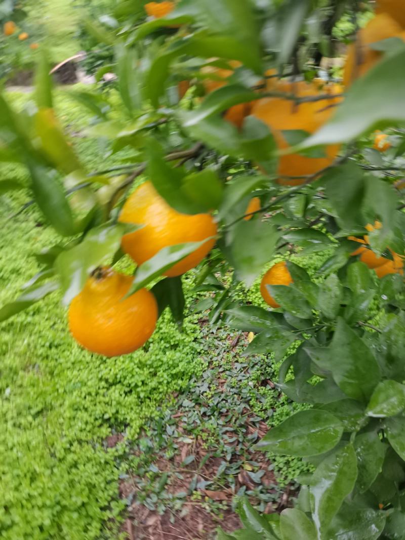 耙耙柑
