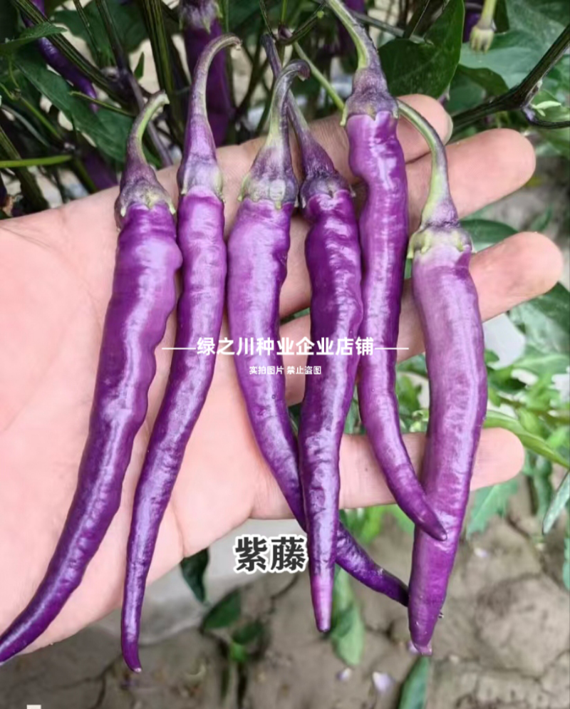紫藤紫色辣椒种子丰富花青素紫色螺丝美人辣椒种籽香辣
