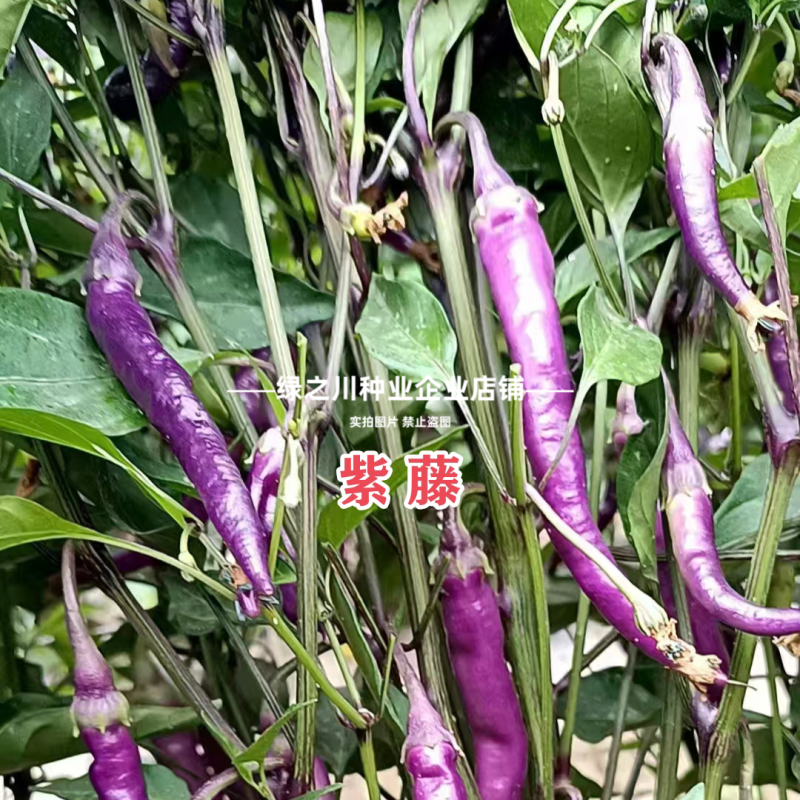 紫藤紫色辣椒种子丰富花青素紫色螺丝美人辣椒种籽香辣