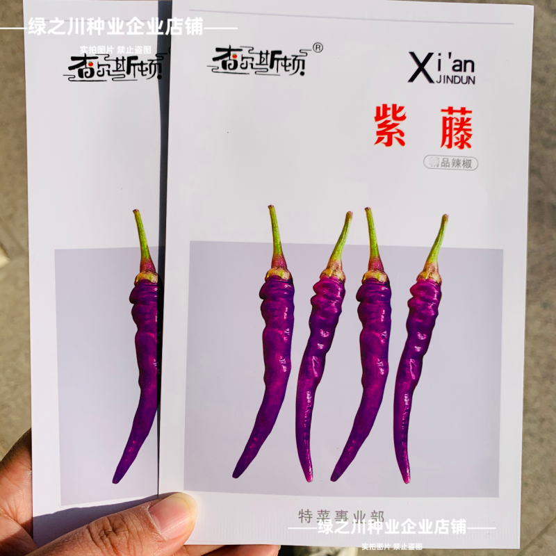 紫藤紫色辣椒种子丰富花青素紫色螺丝美人辣椒种籽香辣