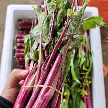 湖北精品红菜苔产地发货一手货源批发品质保证价格美丽电商市