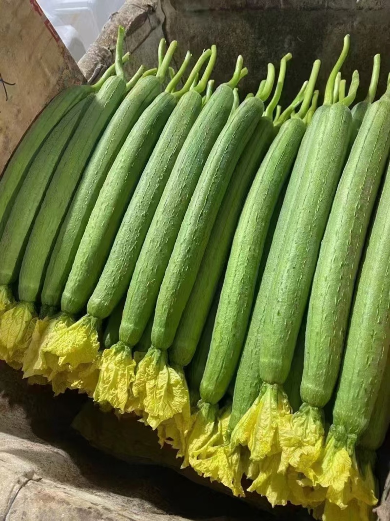 云南精品鲜花丝瓜大量有货产地直供质量保证欢迎老板来电订购