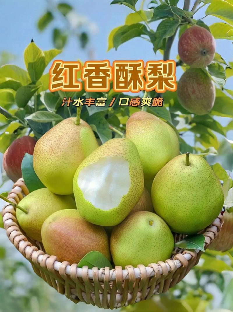 山西运城精品红香酥梨，大量供应