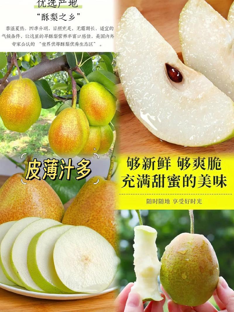 山西运城精品红香酥梨，大量供应
