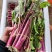 湖北精品红菜苔产地发货一手货源批发品质保证价格美丽电商市