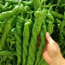 云南精品螺丝椒大量有货产地直供质量保证欢迎老板来电订购