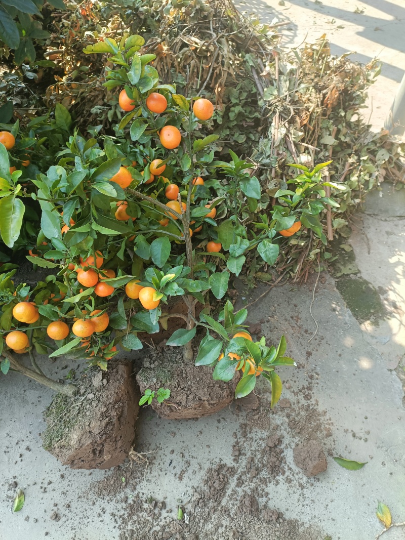 正宗纽荷尔脐橙苗产地直发，欢迎大家前来采购，