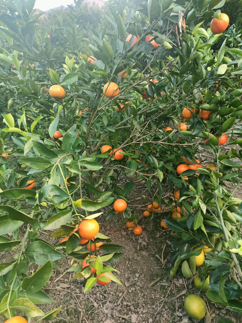 正宗纽荷尔脐橙苗产地直发，欢迎大家前来采购，