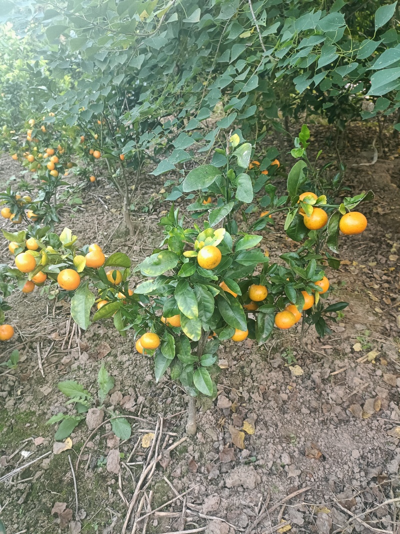 正宗纽荷尔脐橙苗产地直发，欢迎大家前来采购，