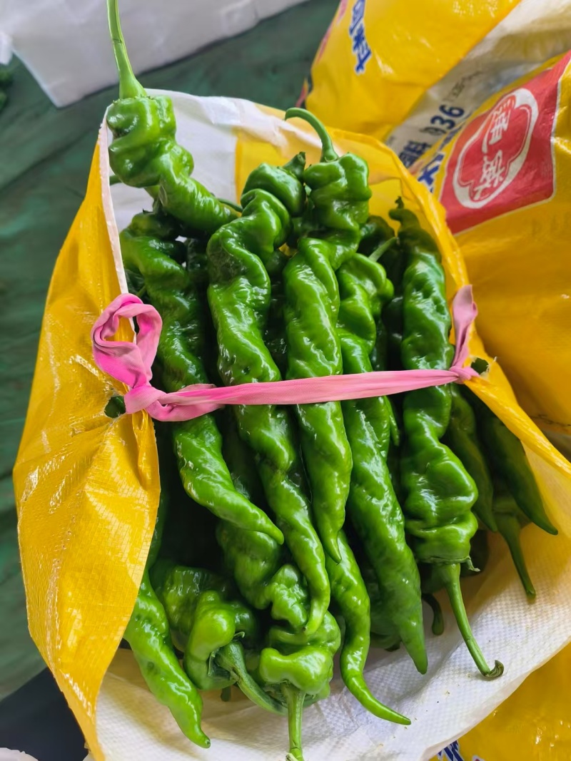 云南精品螺丝椒大量有货产地直供质量保证欢迎老板来电订购