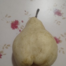 佛手梨，果肉绵密清香