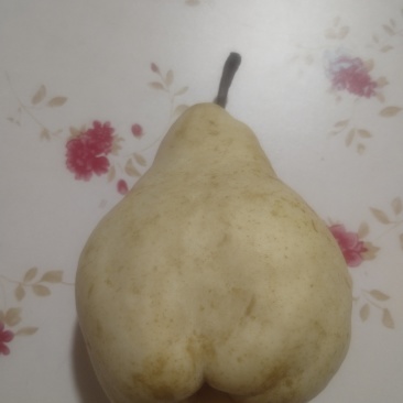 佛手梨，果肉绵密清香