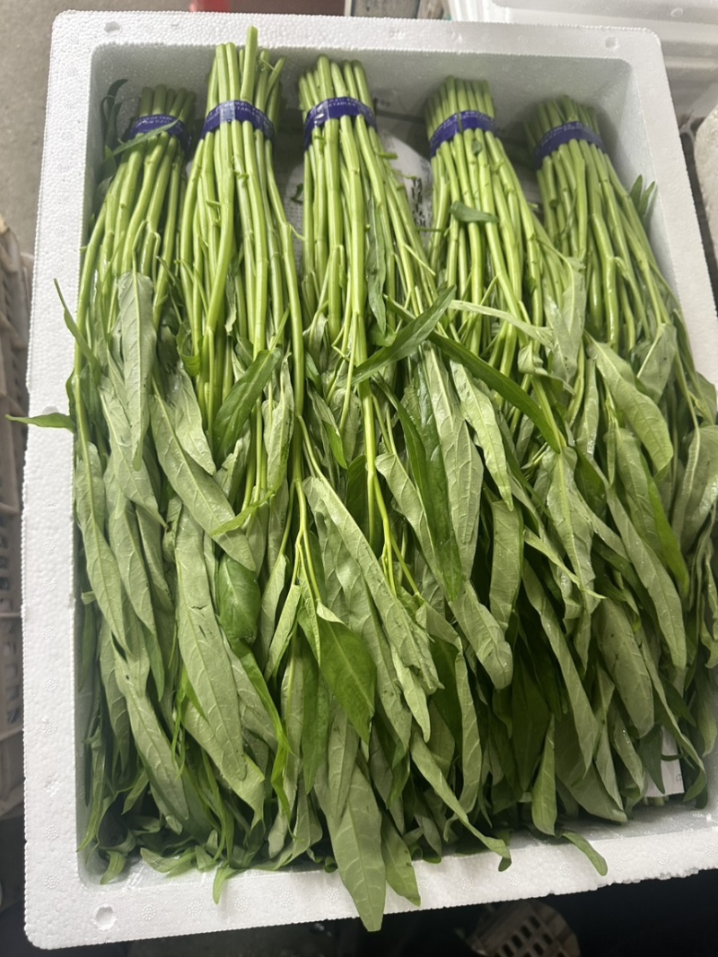 空心菜基地大量采摘，价格便宜一手批发