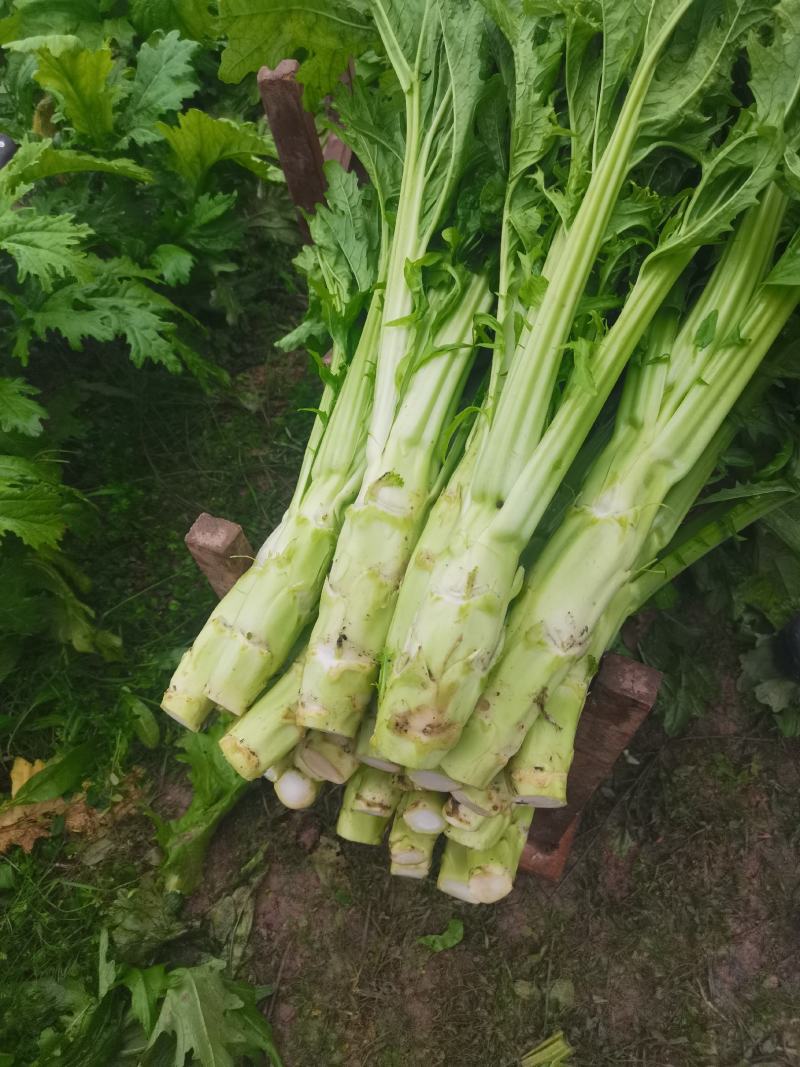 棒棒菜