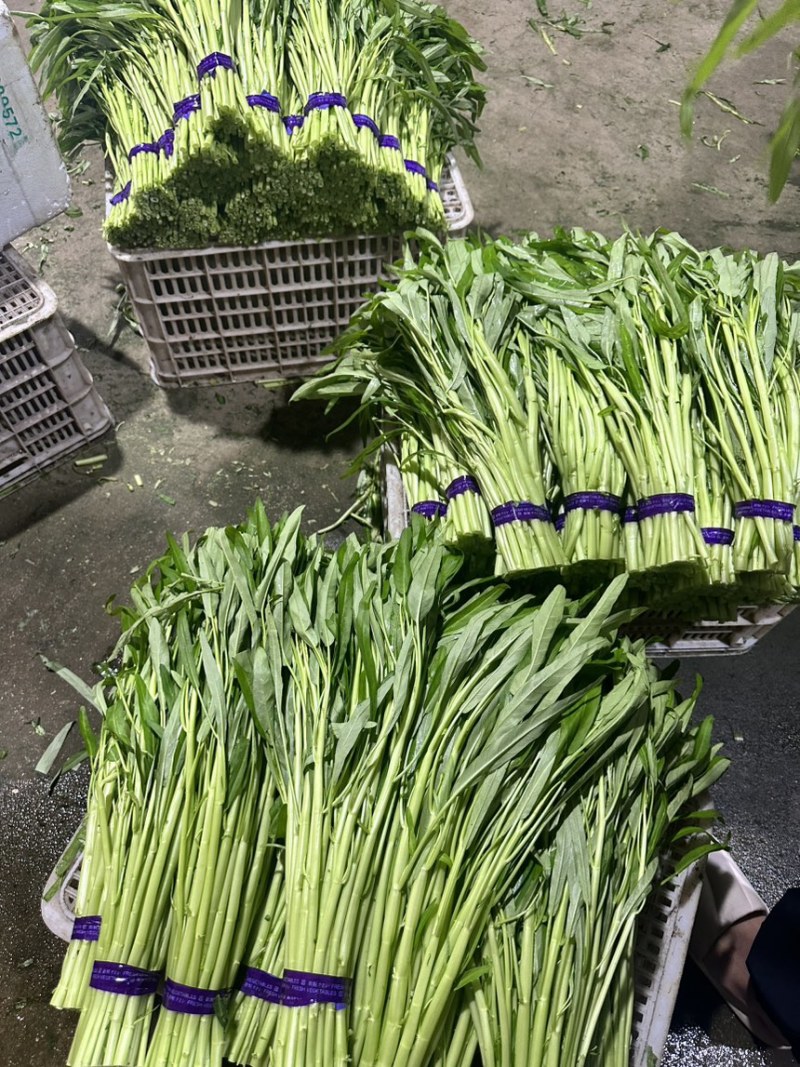 空心菜基地大量采摘，价格便宜一手批发