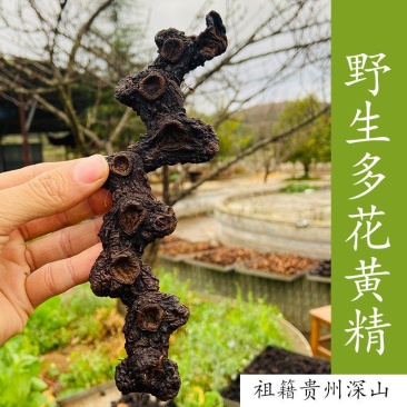 贵州野生九蒸九晒多花黄精老虎姜仙人余粮甜味足软糯