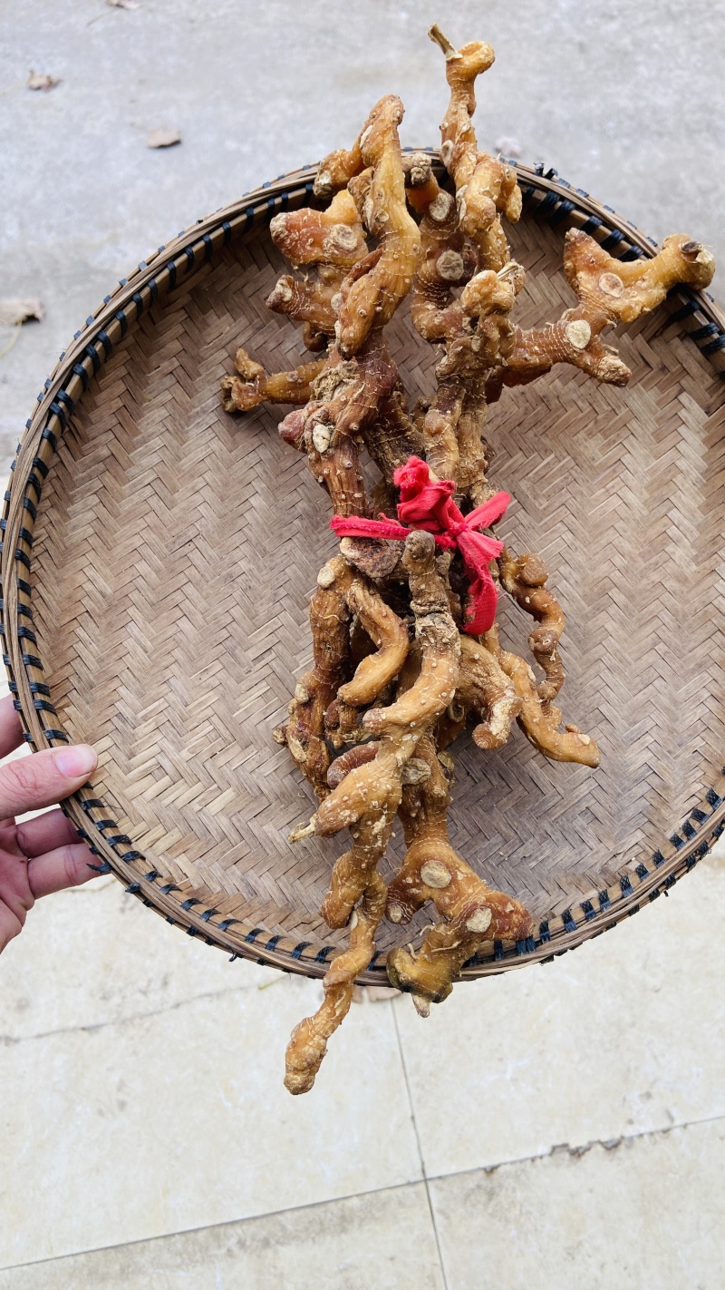 多花黄精大条子10-20CM整条干货黄精条子