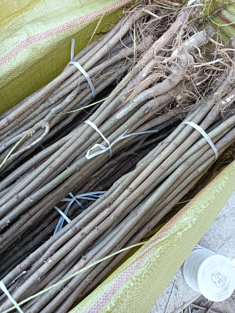 刺槐对接工程绿化放心购买回购率高价格面议