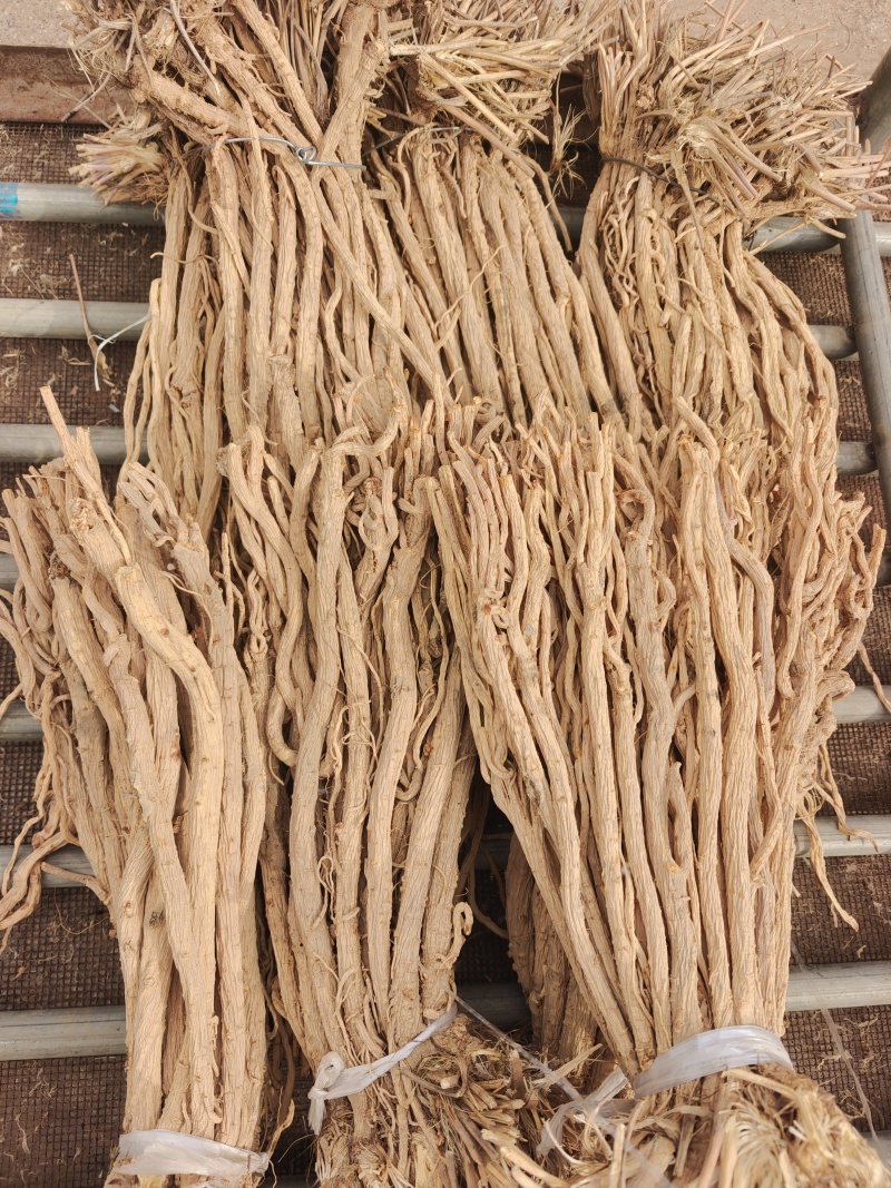 防风原条
