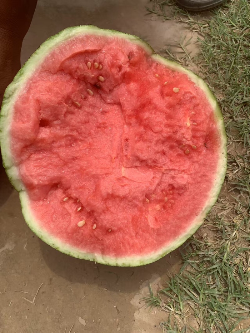 【麒麟西瓜】渭南蒲城西瓜原产地现货头茬九成熟包熟包甜量大