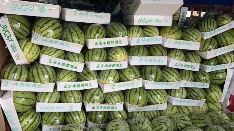 【麒麟西瓜】渭南蒲城西瓜原产地现货头茬九成熟包熟包甜量大