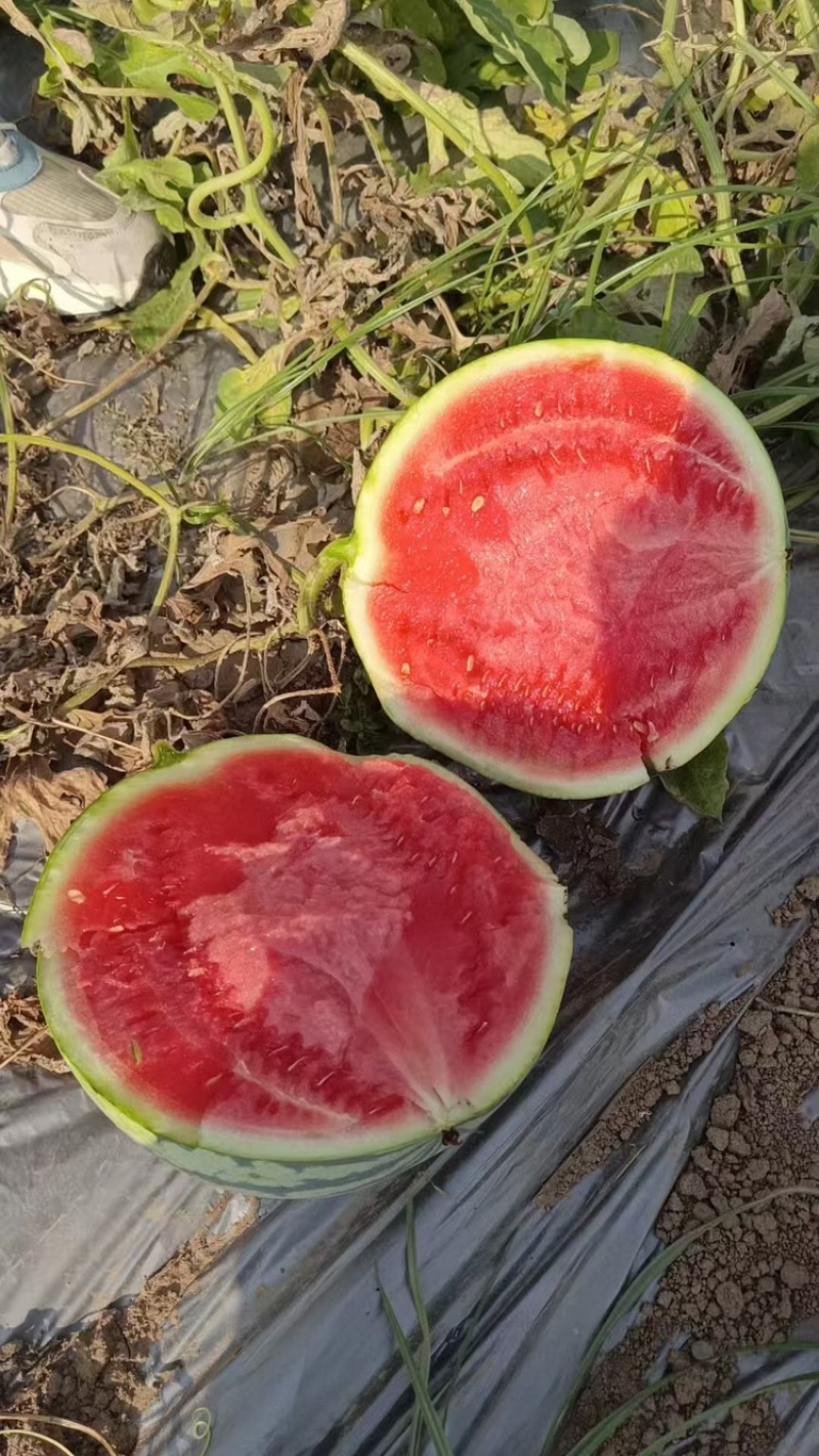 【麒麟西瓜】渭南蒲城西瓜原产地现货头茬九成熟包熟包甜量大