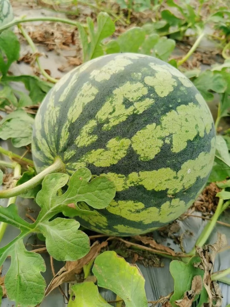 【麒麟西瓜】渭南蒲城西瓜原产地现货头茬九成熟包熟包甜量大