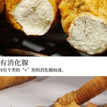 优质断虫草，直接对接牧民收虫草，一手货源，品质保证。
