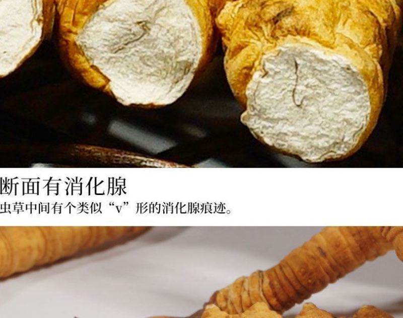 优质断虫草，直接对接牧民收虫草，一手货源，品质保证。