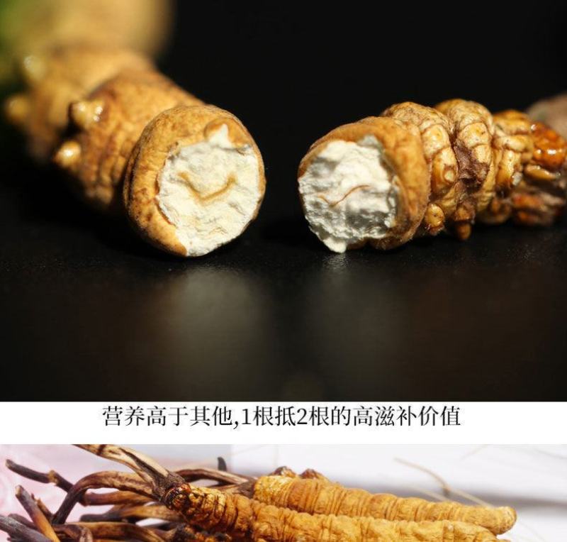 优质断虫草，直接对接牧民收虫草，一手货源，品质保证。