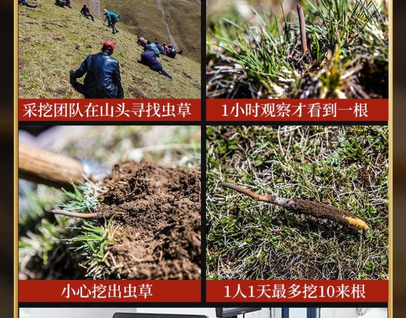 优质断虫草，直接对接牧民收虫草，一手货源，品质保证。