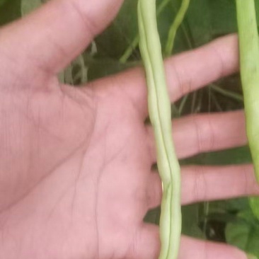 四川四季豆无筋豆
