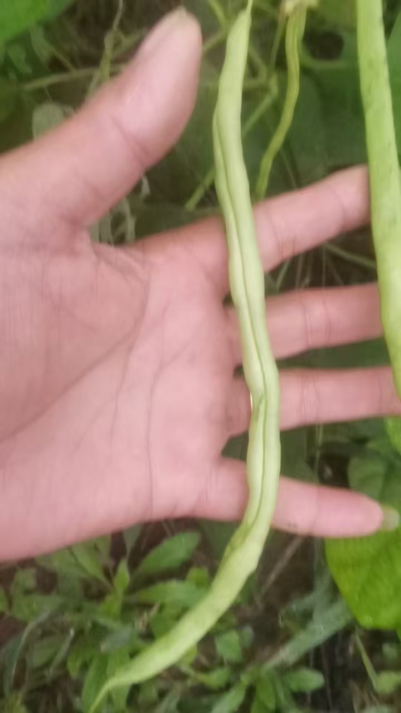 四川四季豆无筋豆