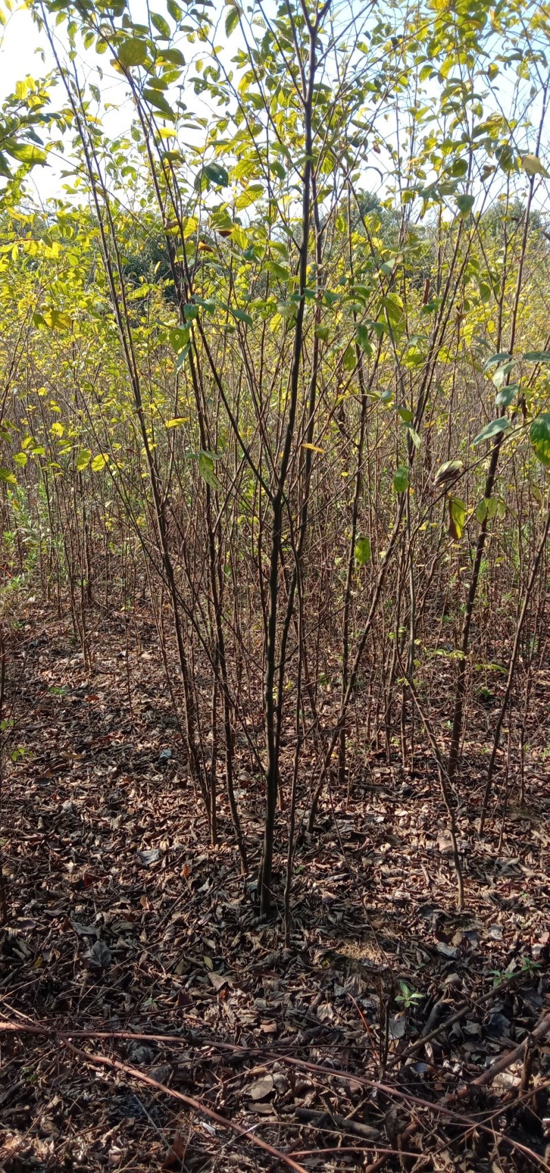朴树小苗