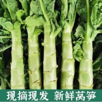 尖叶莴笋产地看货论价保质保量量大从优欢迎订购