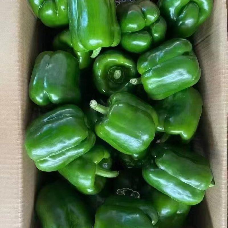 青圆椒