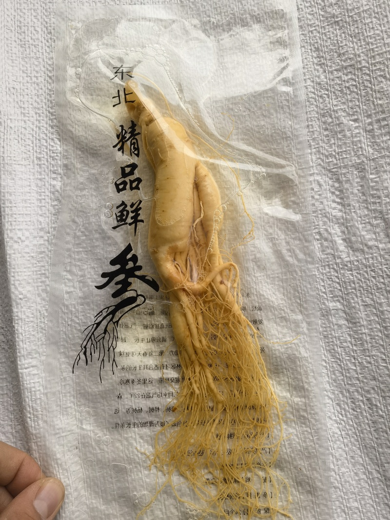 人参，鲜长白山人参，90克以上关书药业批发中药