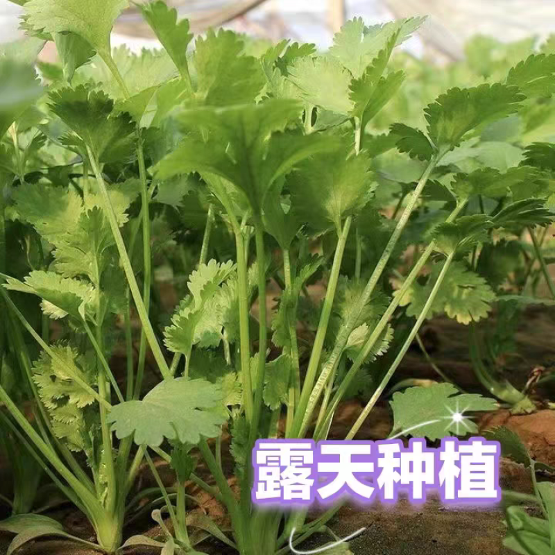 小叶香菜大叶香菜产地看货论价一手货源支持发货