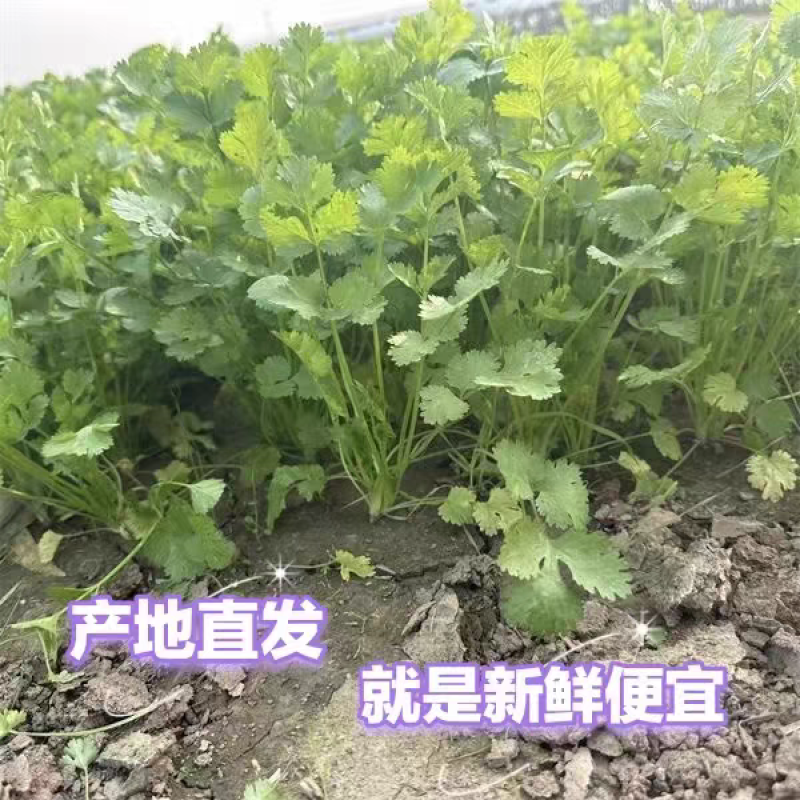 小叶香菜大叶香菜产地看货论价一手货源支持发货