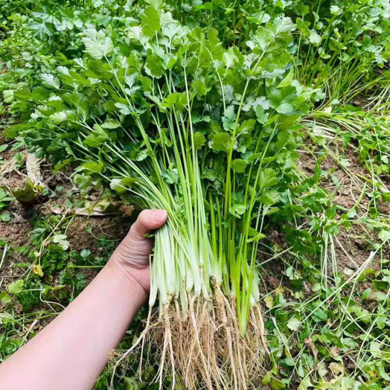 小叶香菜大叶香菜产地看货论价一手货源支持发货