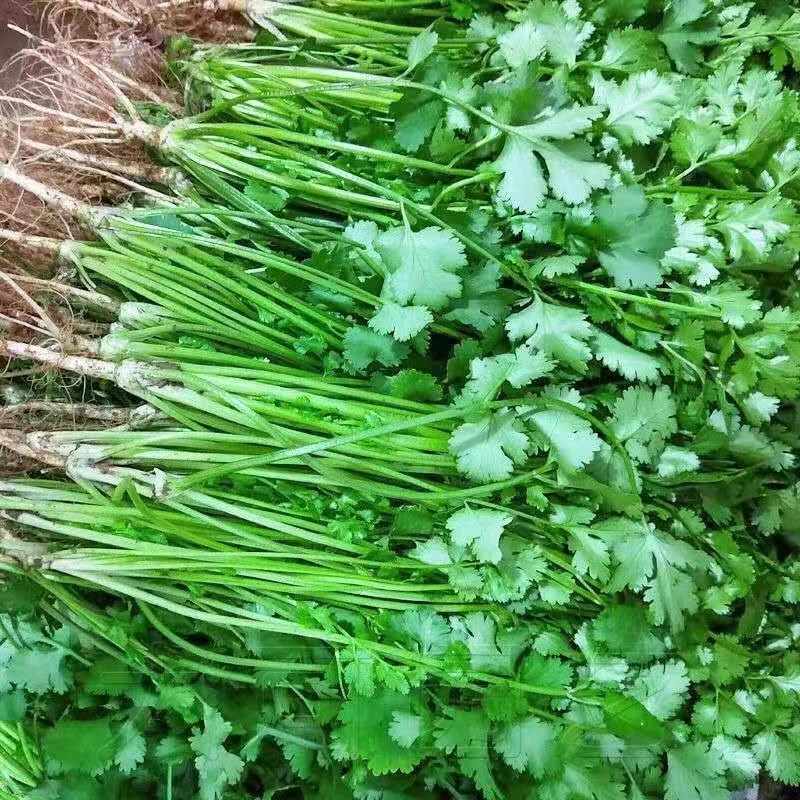 小叶香菜大叶香菜产地看货论价一手货源支持发货