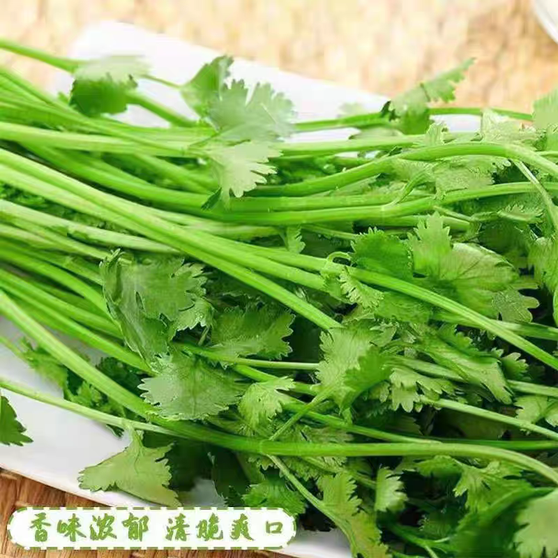 小叶香菜大叶香菜产地看货论价一手货源支持发货