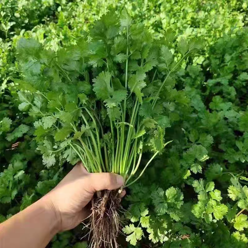 小叶香菜大叶香菜产地看货论价一手货源支持发货