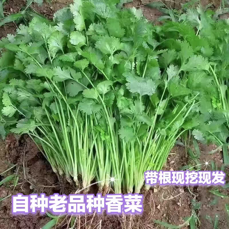 小叶香菜大叶香菜产地看货论价一手货源支持发货
