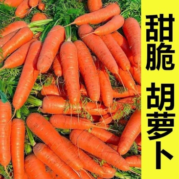 手指胡萝卜产地看货论价支持电商平台市场商超发货