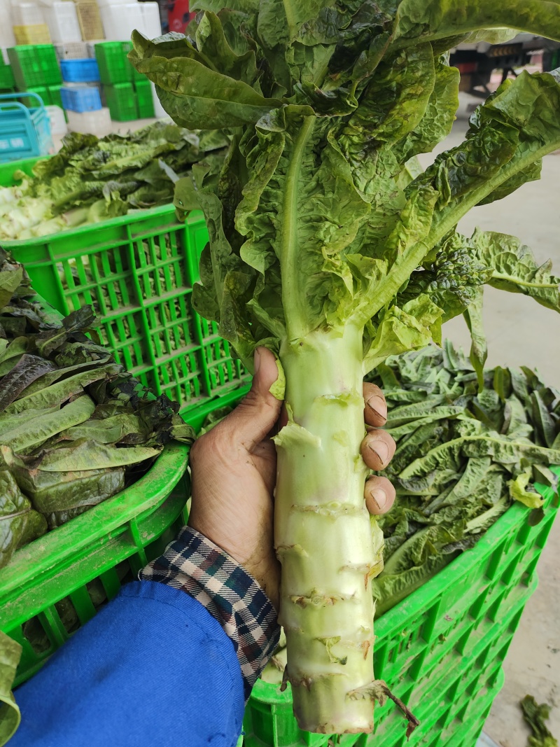 红叶香莴苣青皮青肉50厘米大量供应